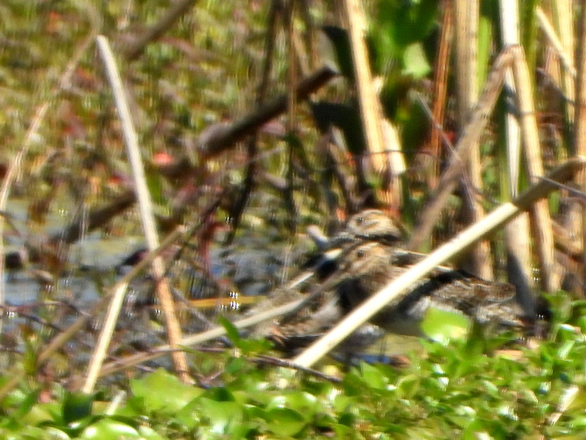 Wilson's Snipe - ML615445129