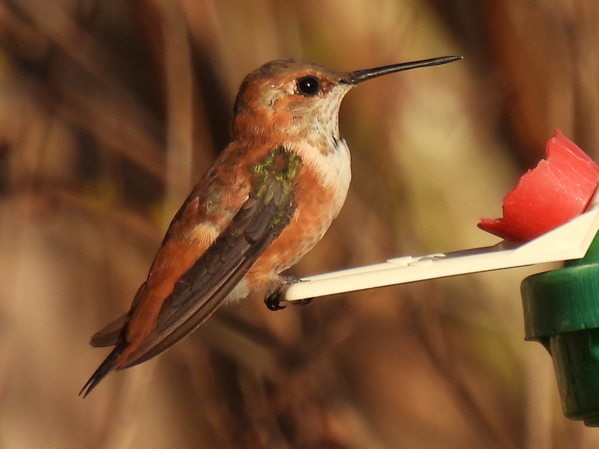 Rufous Hummingbird - Marie Asscherick