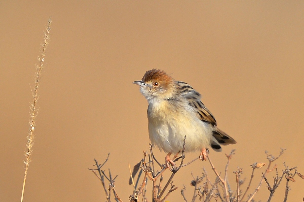 Zitting Cisticola - Gerald Friesen