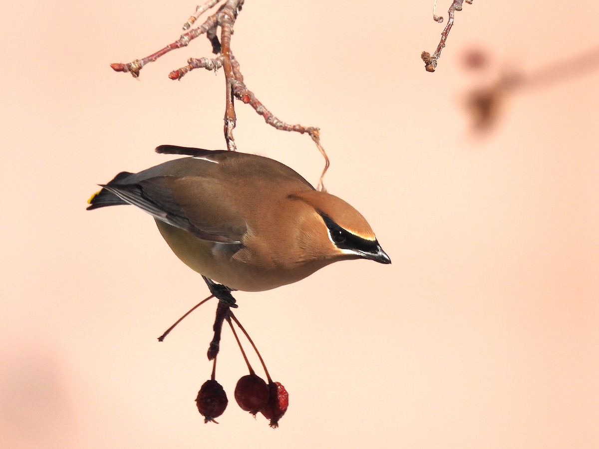 Cedar Waxwing - ML615445254