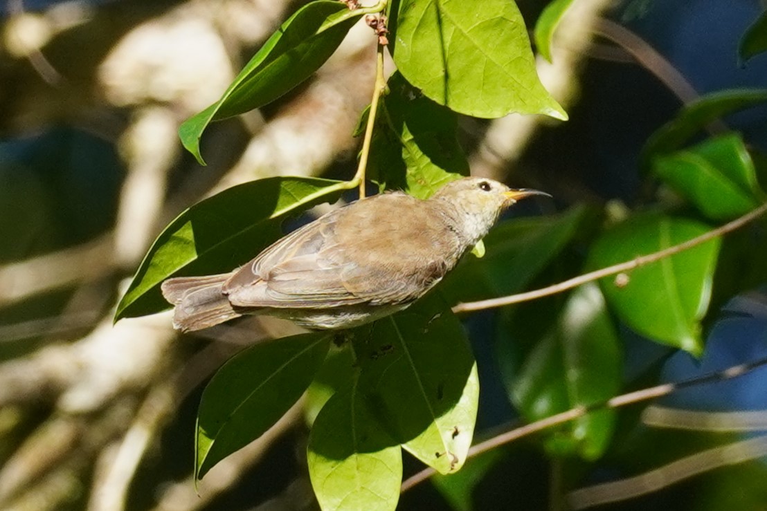 Myzomèle écarlate - ML615445257