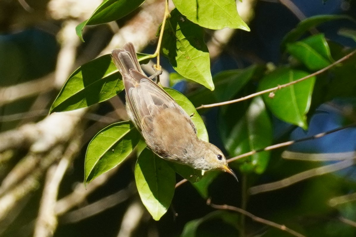 Mielero Escarlata - ML615445258