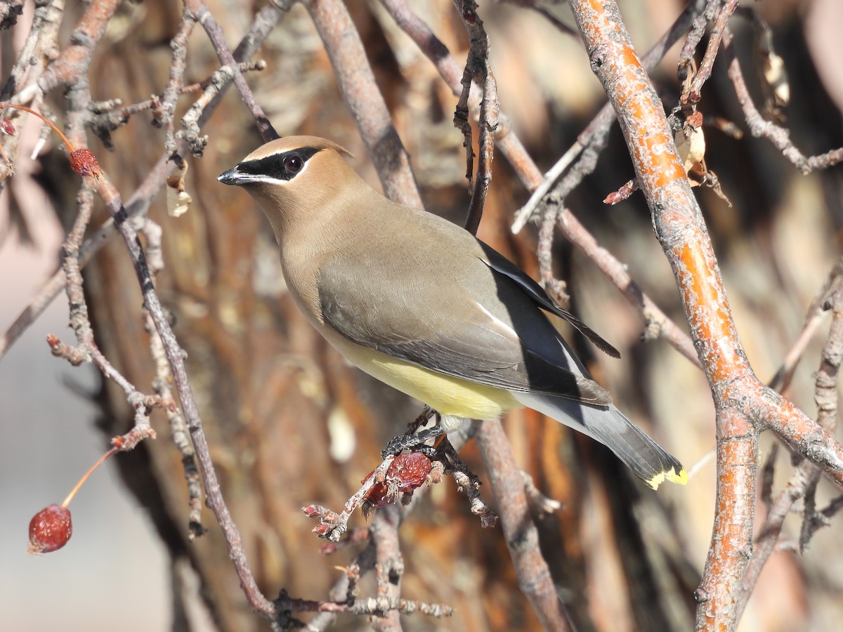 Cedar Waxwing - ML615445263