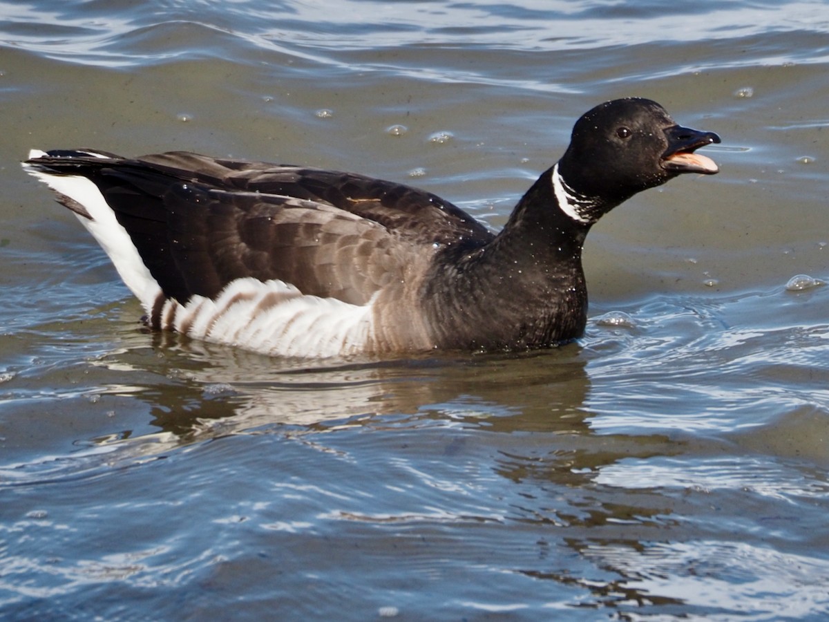 Brant - ML615445289