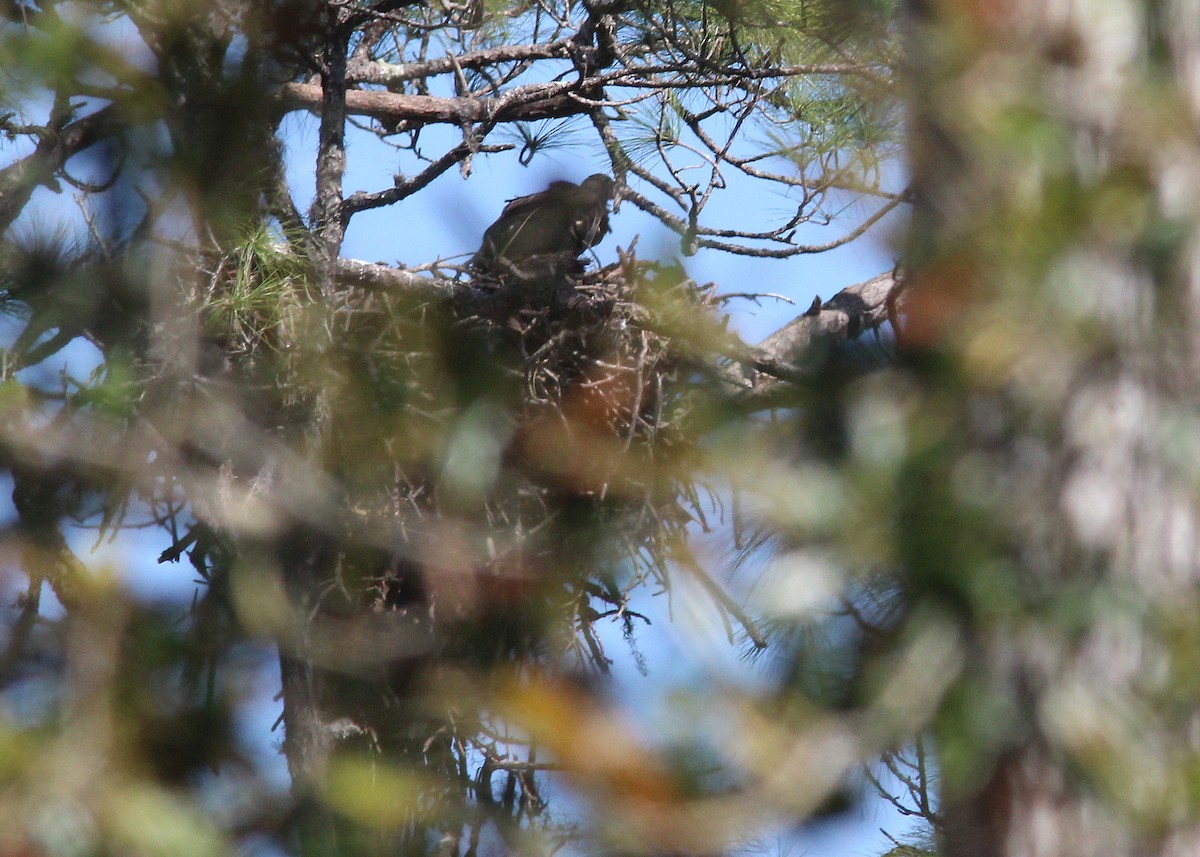 Bald Eagle - ML615445298