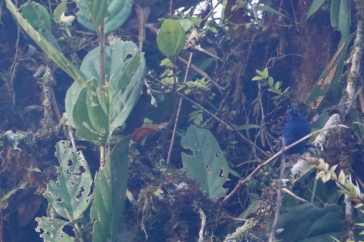 Indigo Flowerpiercer - David Fraser