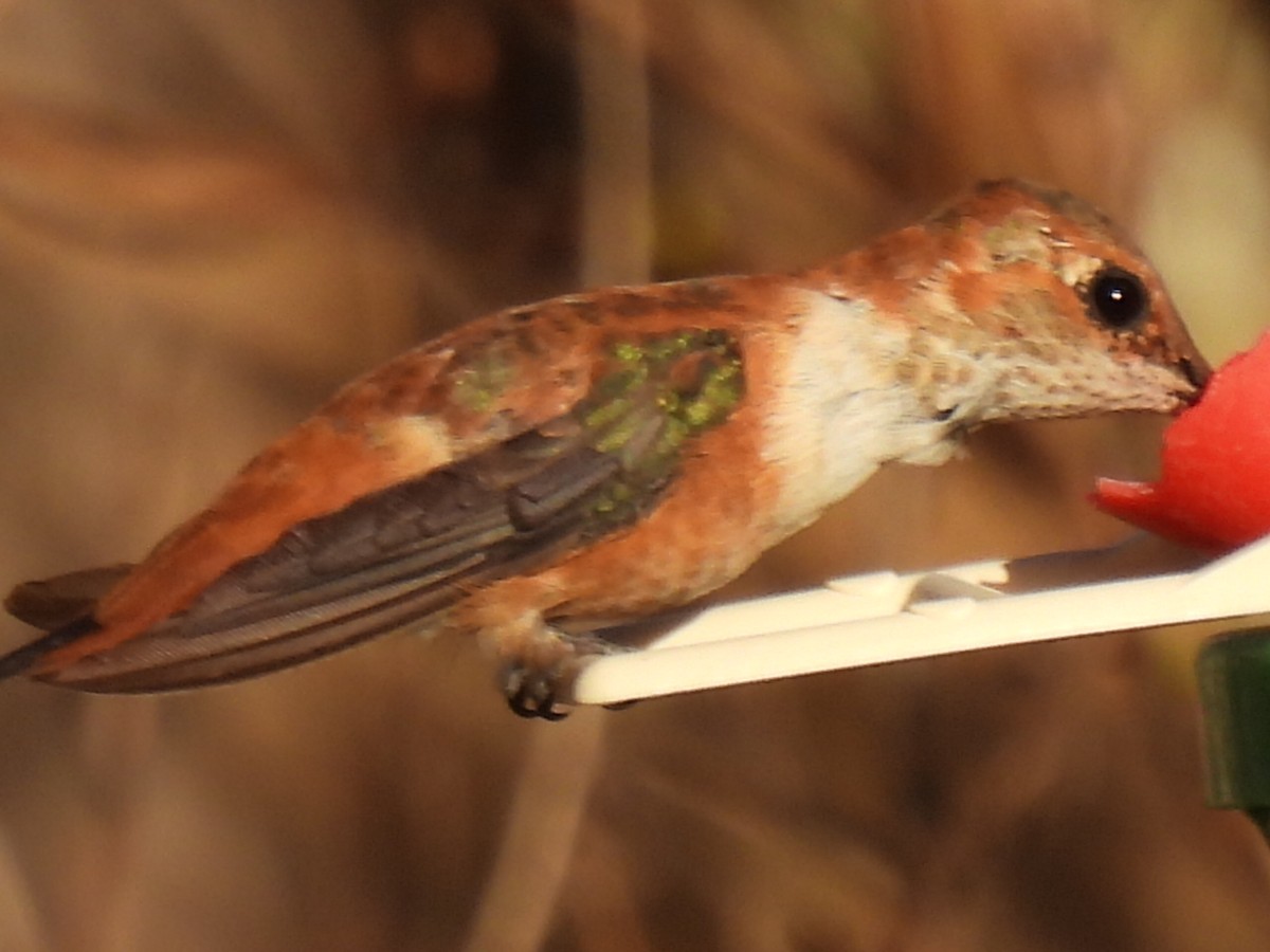 Rufous Hummingbird - Marie Asscherick