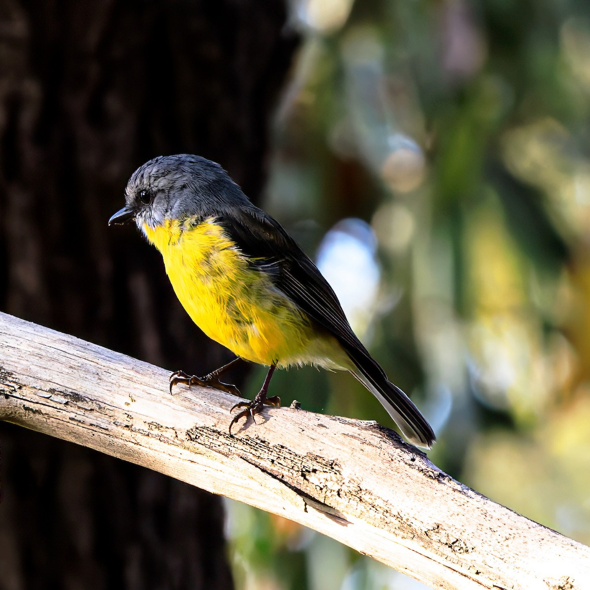 Eastern Yellow Robin - ML615445313