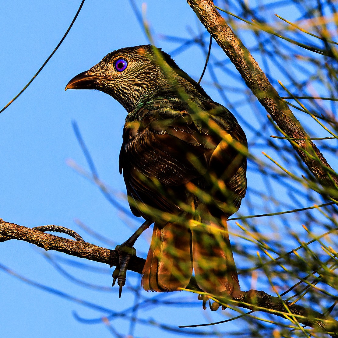 Satin Bowerbird - ML615445328