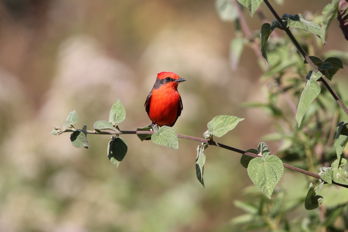 Vermilion Flycatcher - ML615445366