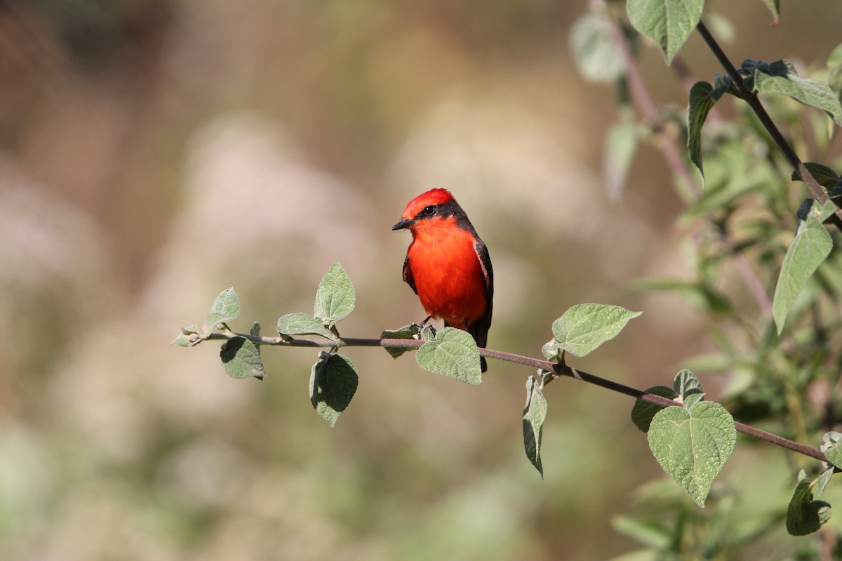 Vermilion Flycatcher - ML615445367