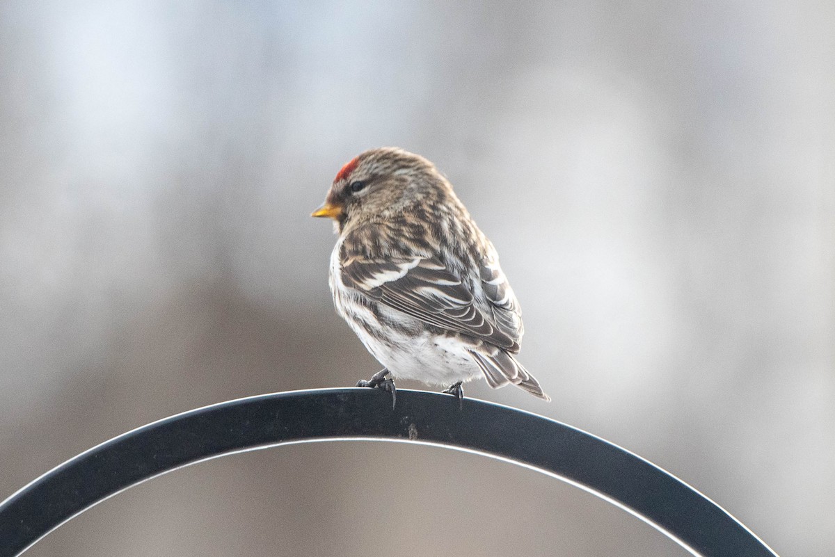 Common Redpoll - ML615445392