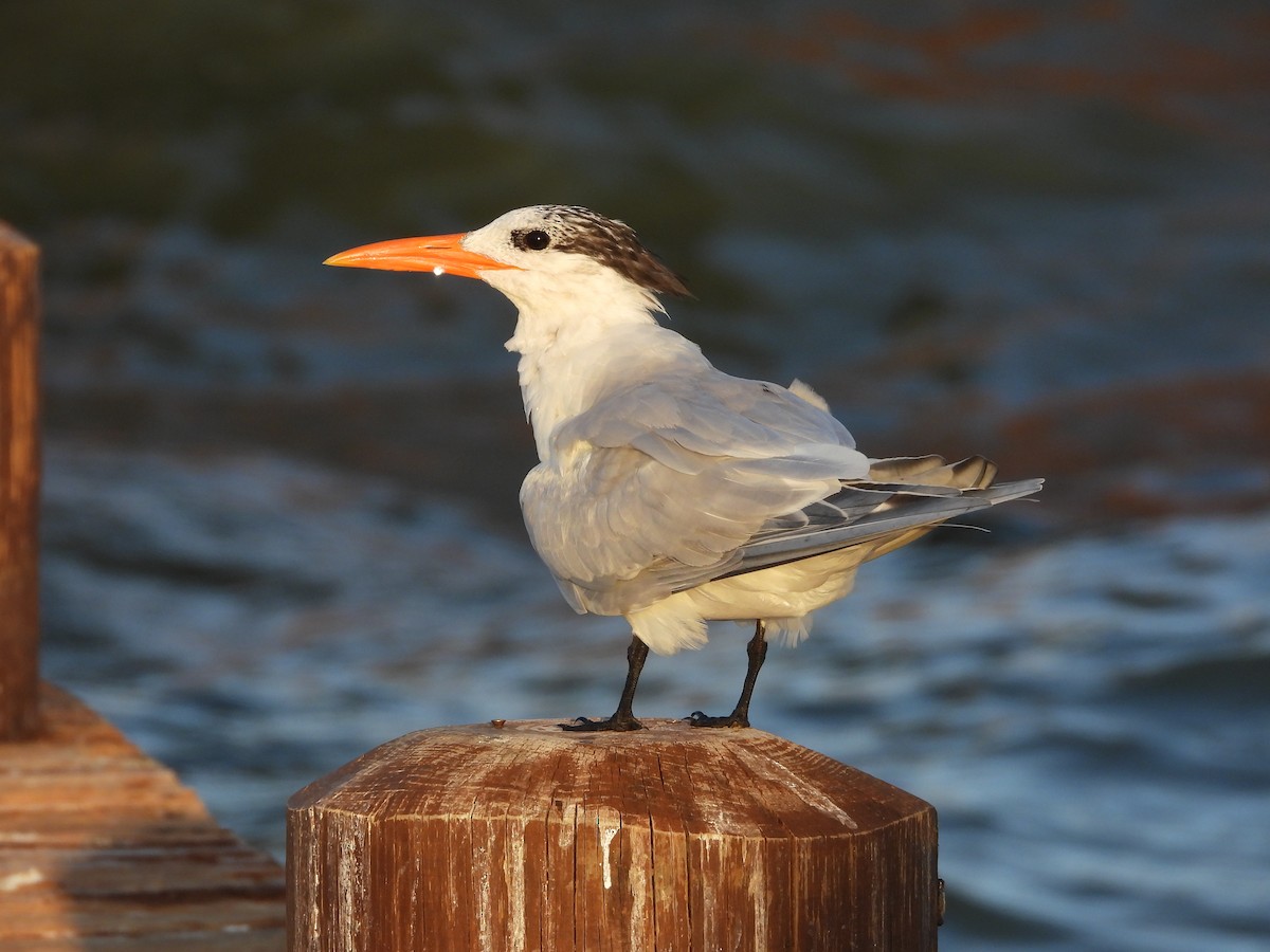 Royal Tern - William Woody