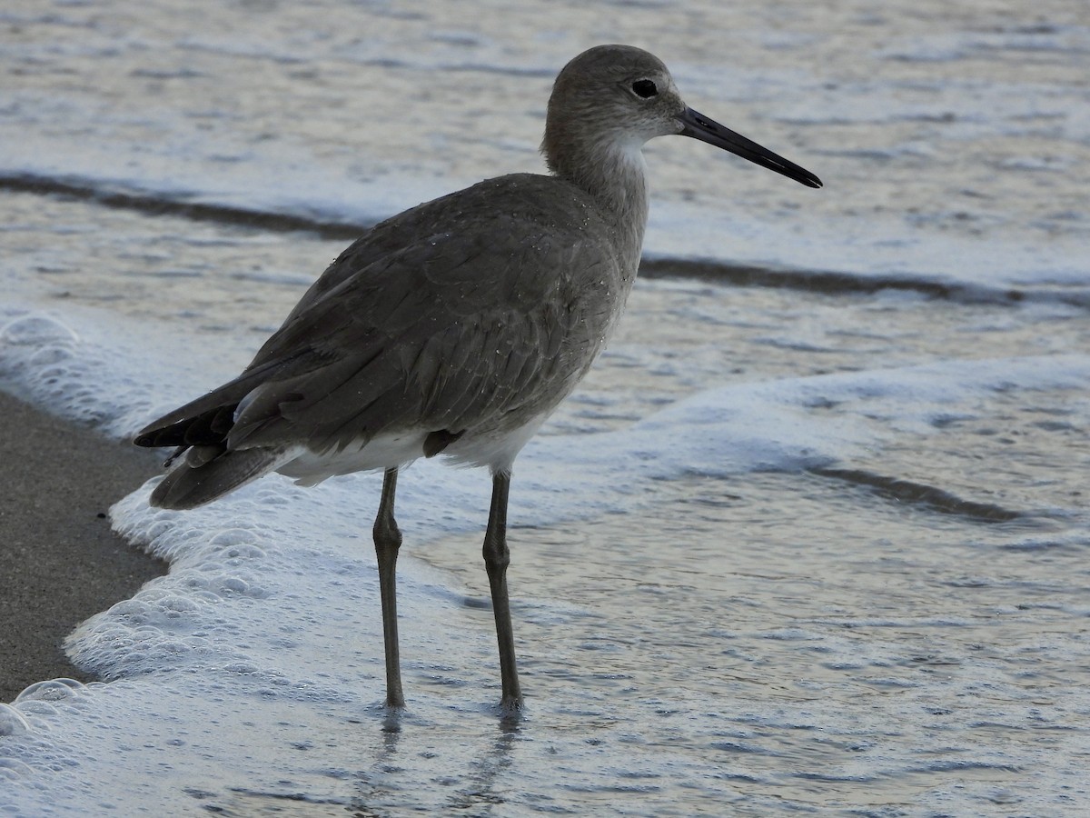 Willet - William Woody