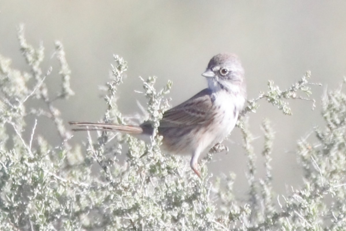 Sagebrush Sparrow - ML615445432