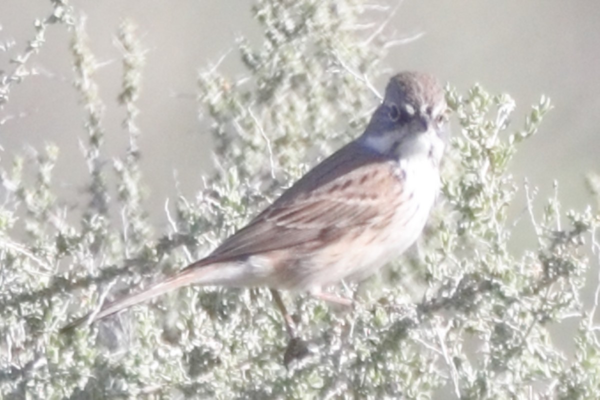 Sagebrush Sparrow - Shawn Miller