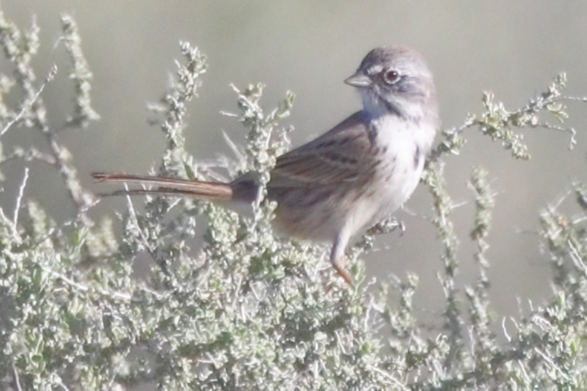 Sagebrush Sparrow - ML615445434