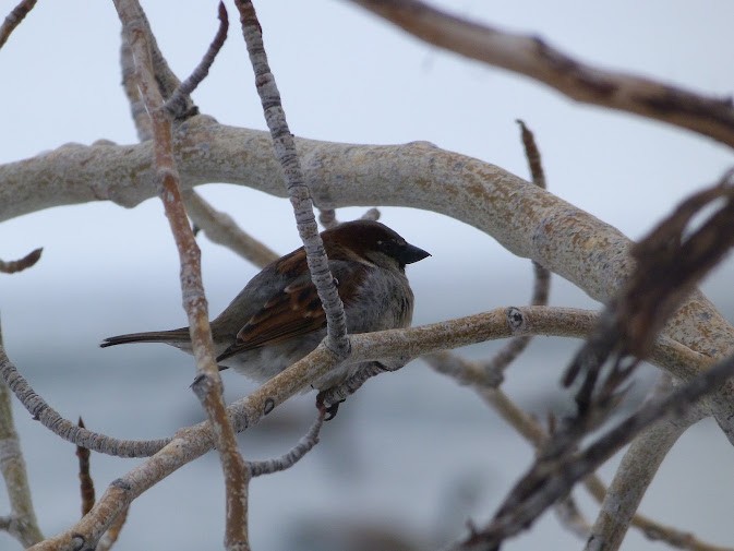 House Sparrow - ML615445595