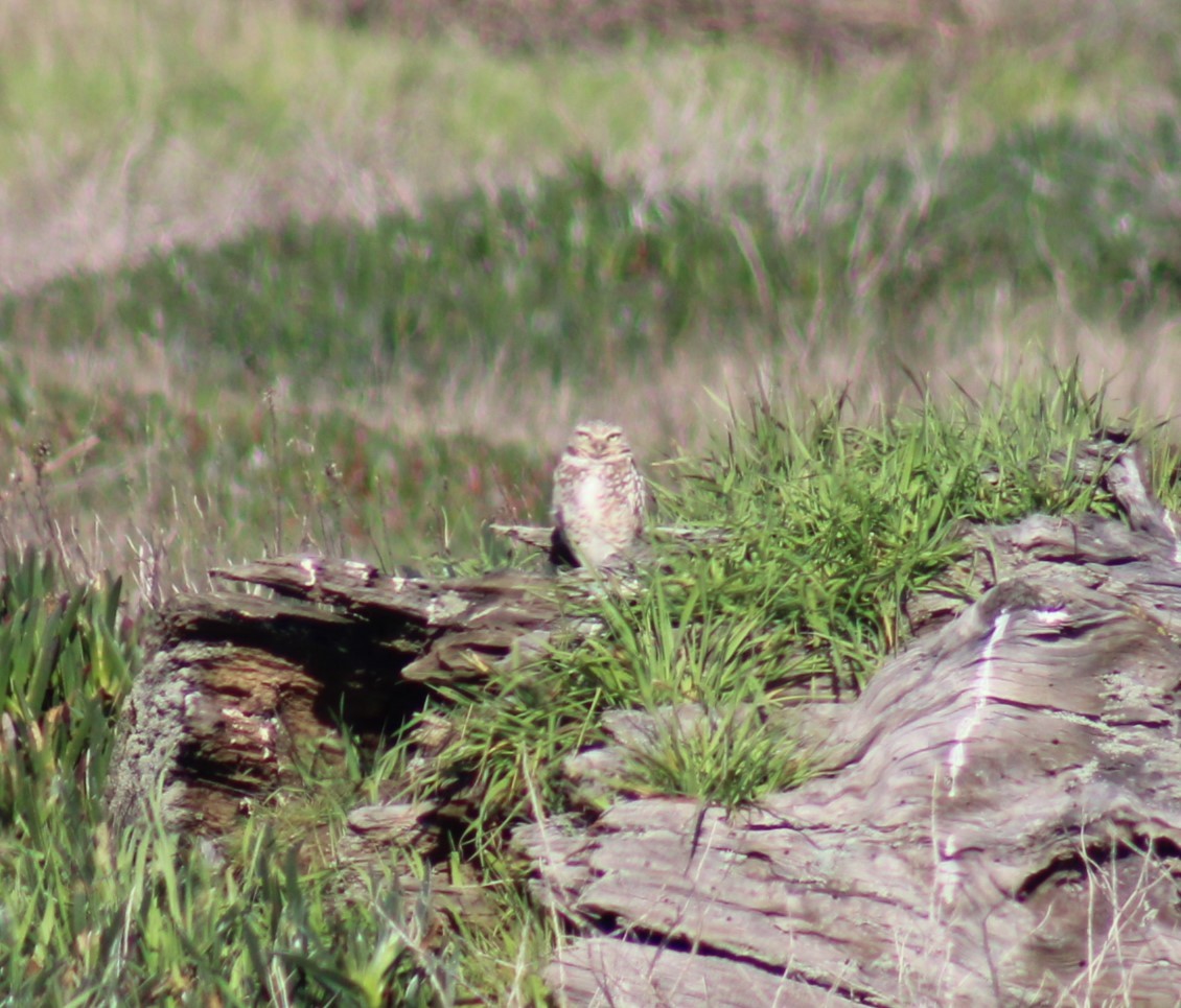 Burrowing Owl - Bill McIver