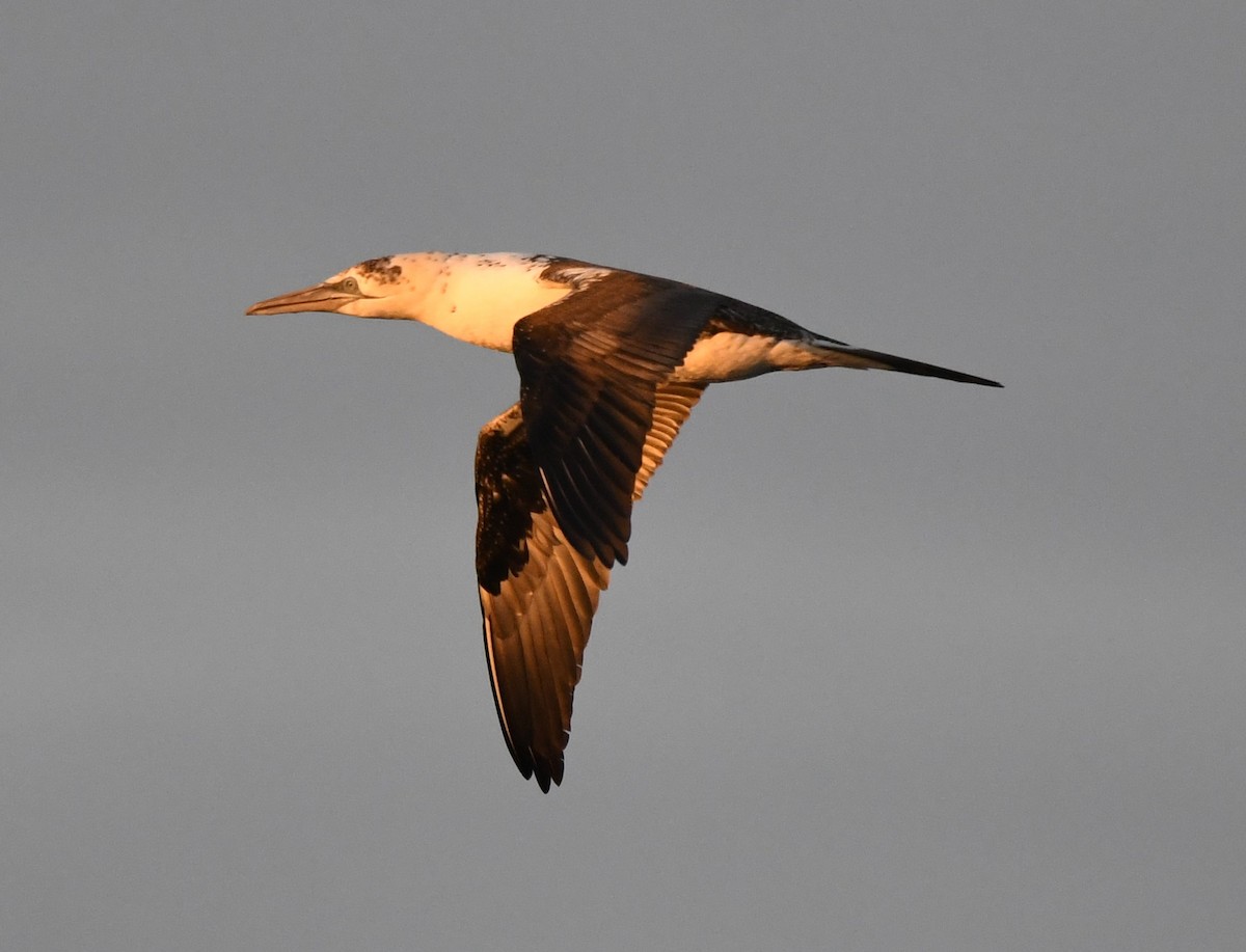 Northern Gannet - ML615445649