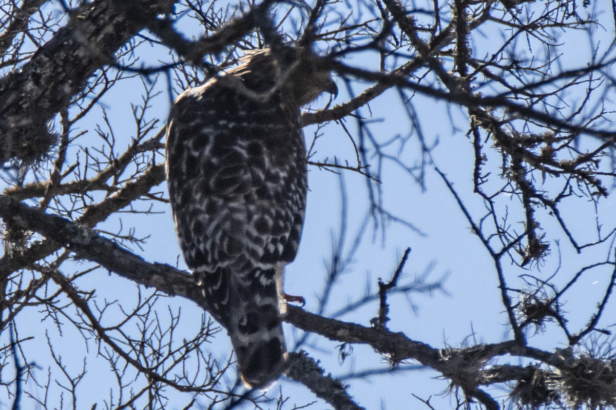 Red-shouldered Hawk - ML615445666