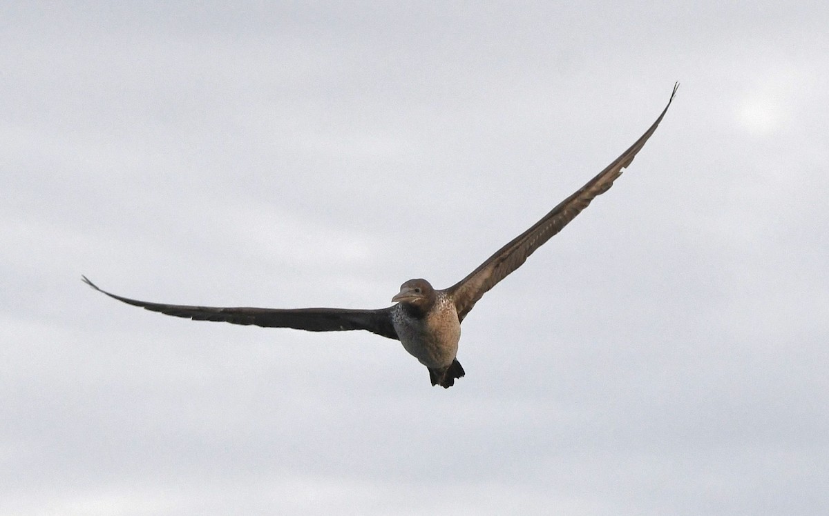 Northern Gannet - ML615445667