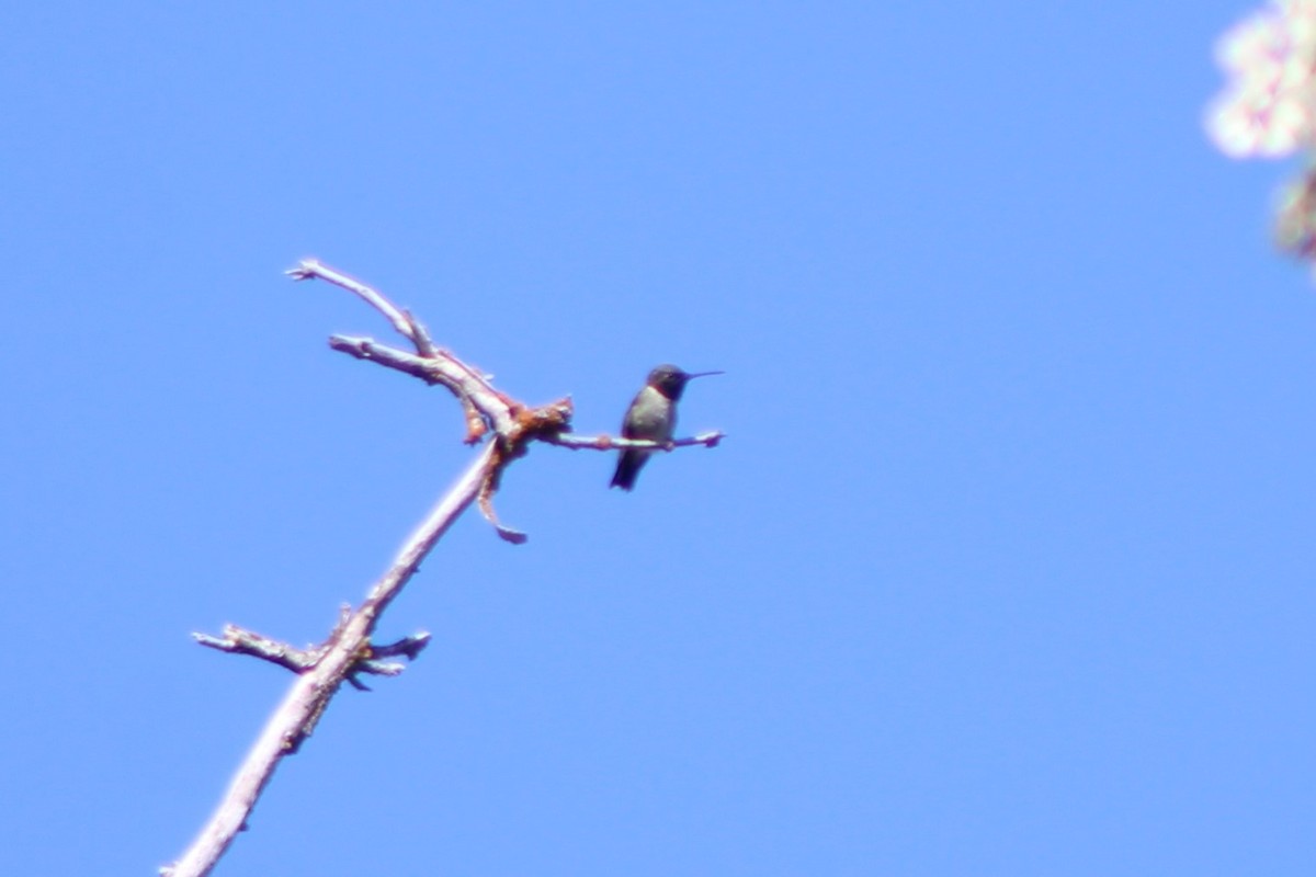 Black-chinned Hummingbird - ML615445804