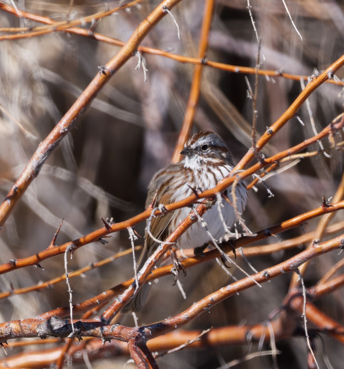 Song Sparrow - Steve Hegji