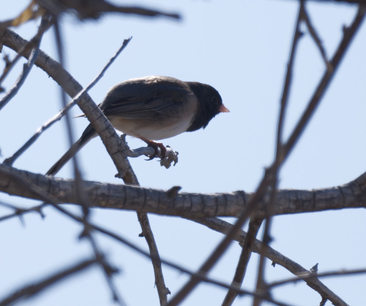 Dark-eyed Junco - ML615445875