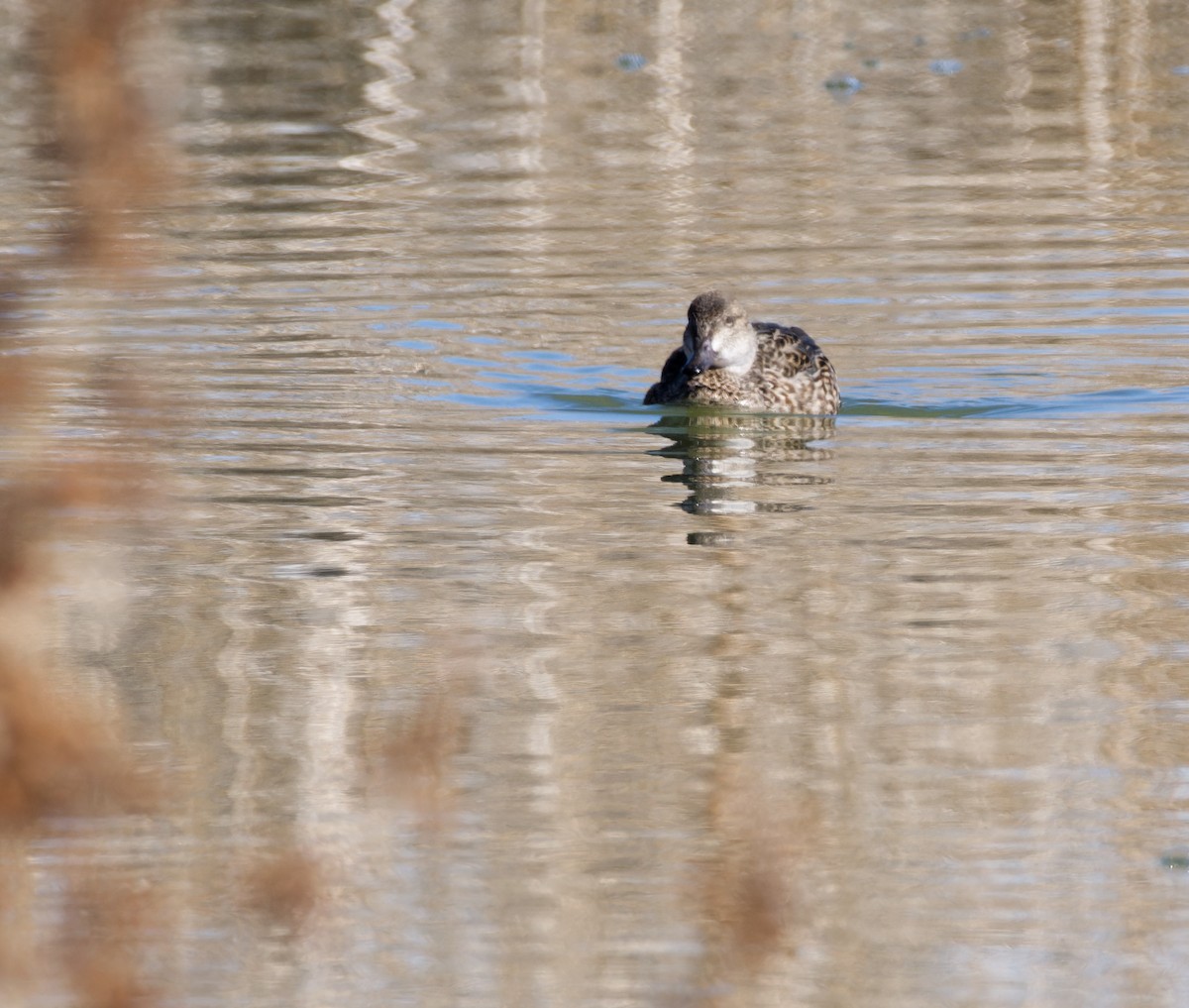 Green-winged Teal - ML615445912