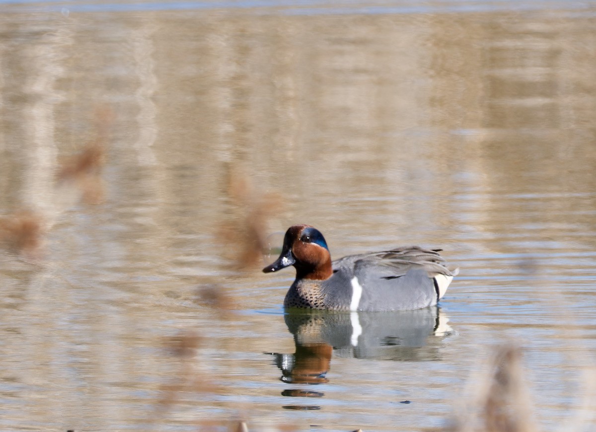 Green-winged Teal - ML615445913