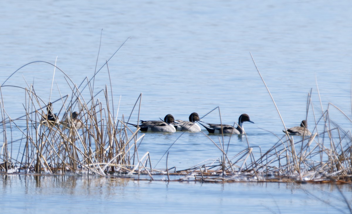 Northern Pintail - ML615445919