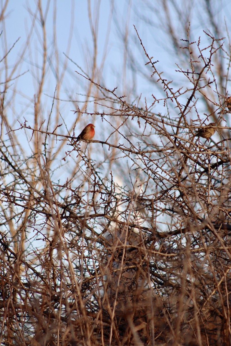 House Finch - ML615445995