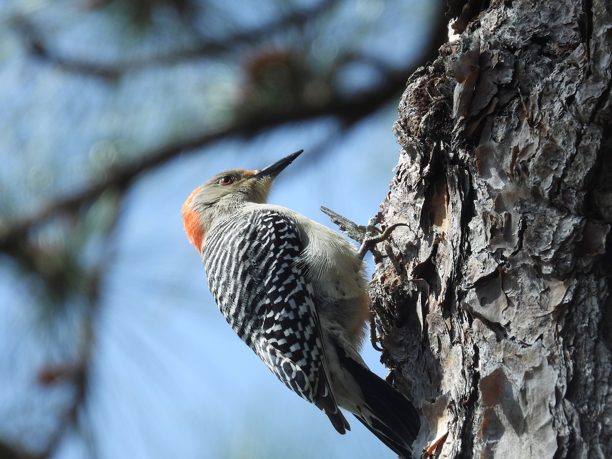Red-bellied Woodpecker - ML615446012