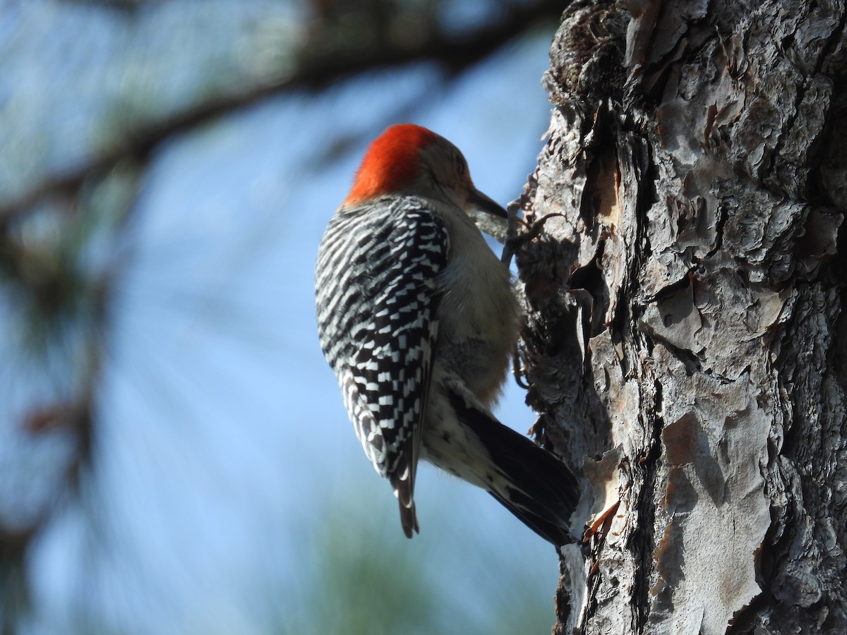 Red-bellied Woodpecker - ML615446014