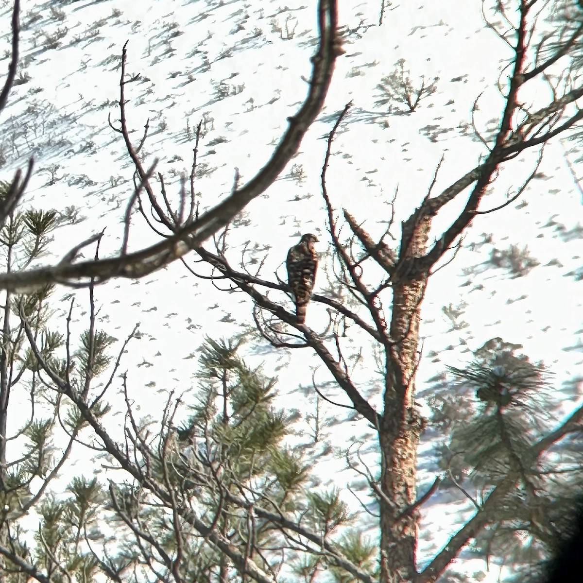 American Goshawk - ML615446019