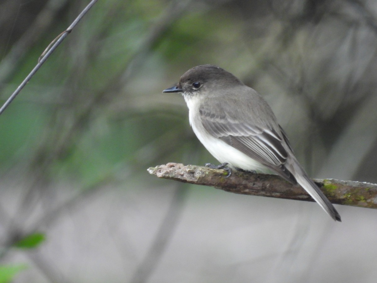 Eastern Phoebe - ML615446021