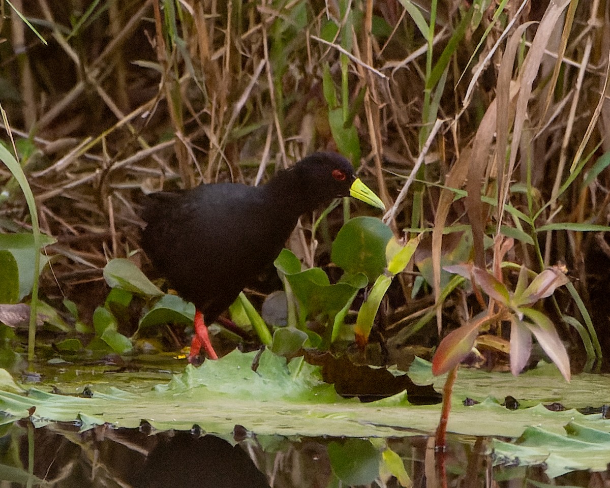 Polluela Negra Africana - ML615446027