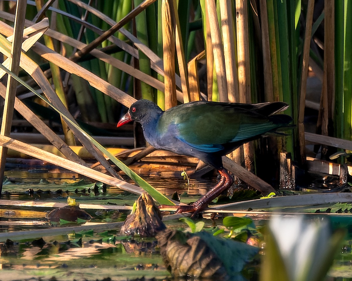 Allen's Gallinule - ML615446035