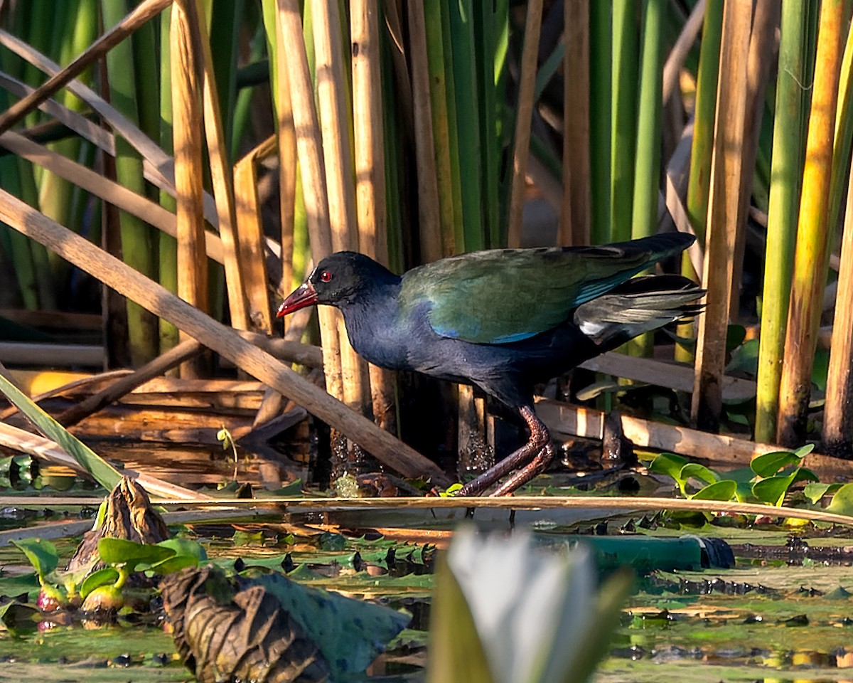 Allen's Gallinule - ML615446036