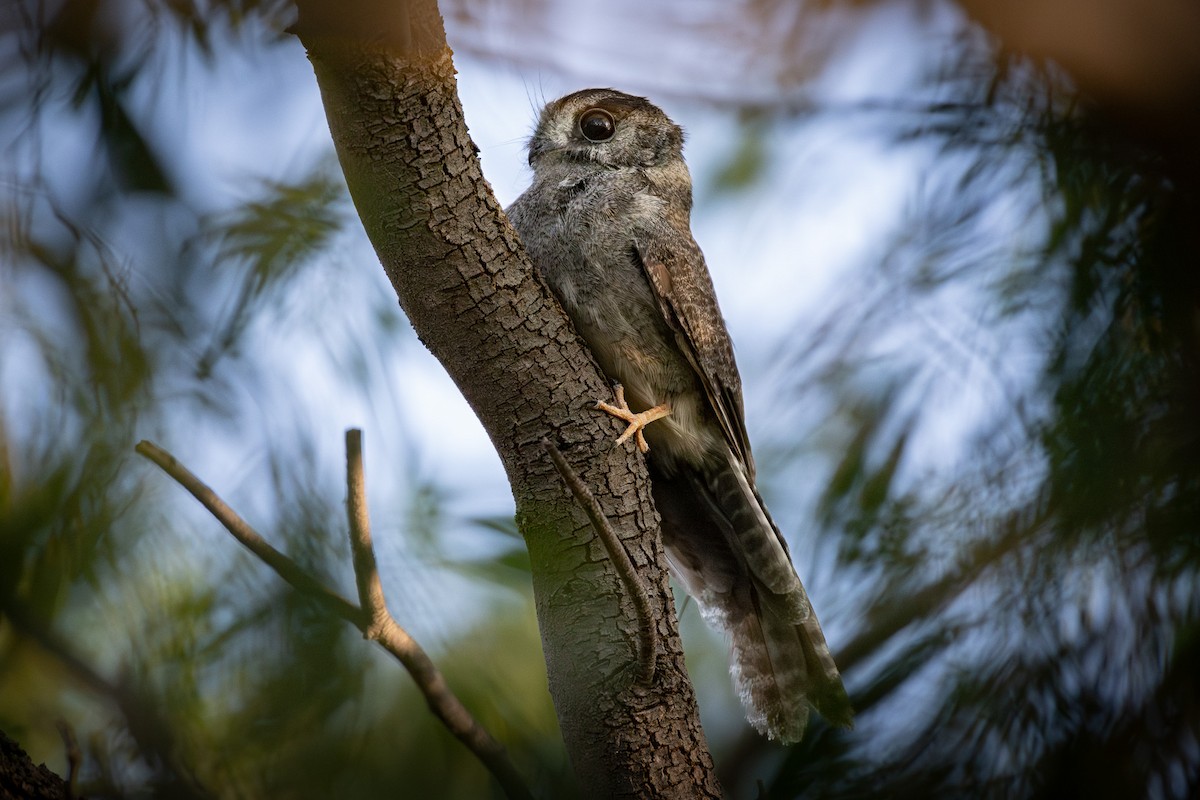 Australian Owlet-nightjar - ML615446038