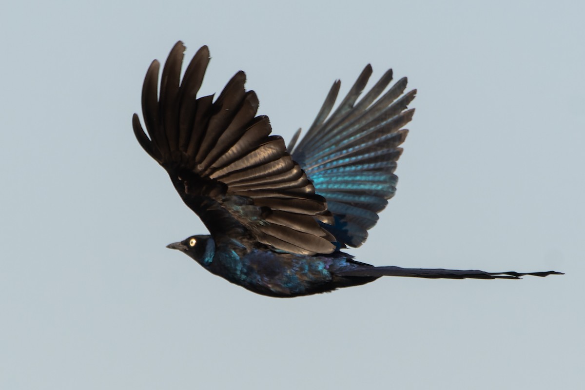 Long-tailed Glossy Starling - ML615446068