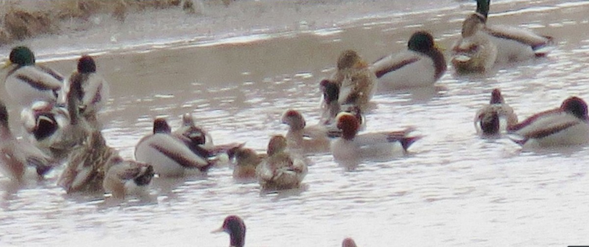 Fischione - ML615446074