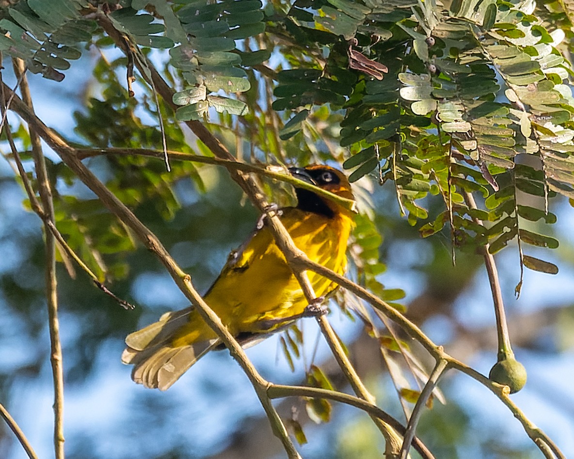 Olive-naped Weaver - Magnus Andersson