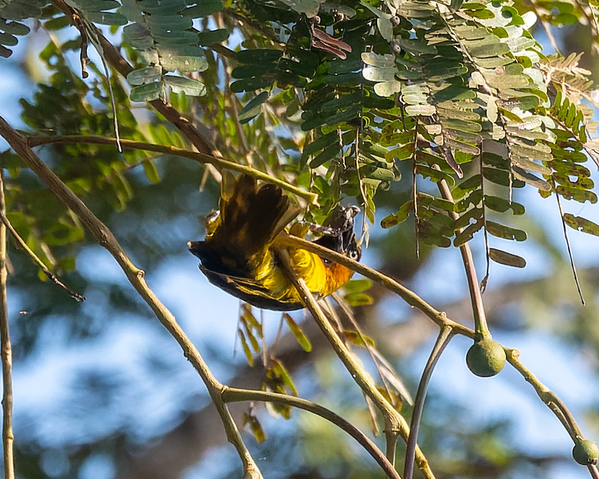 Olive-naped Weaver - ML615446087