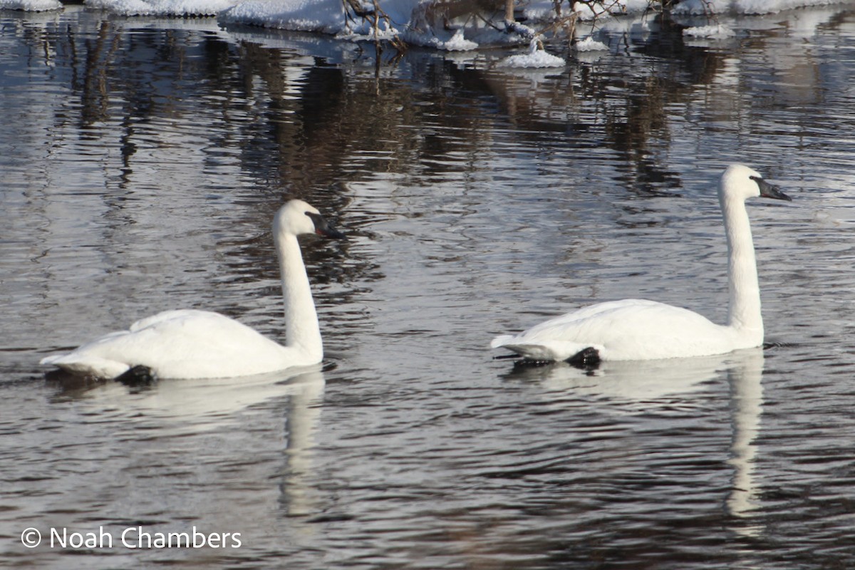 Trumpeter Swan - ML615446199