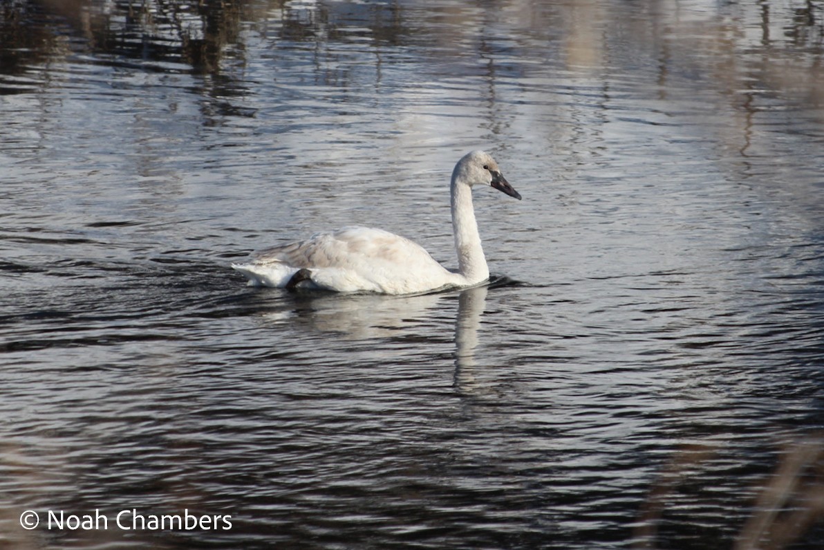 Trumpeter Swan - ML615446201