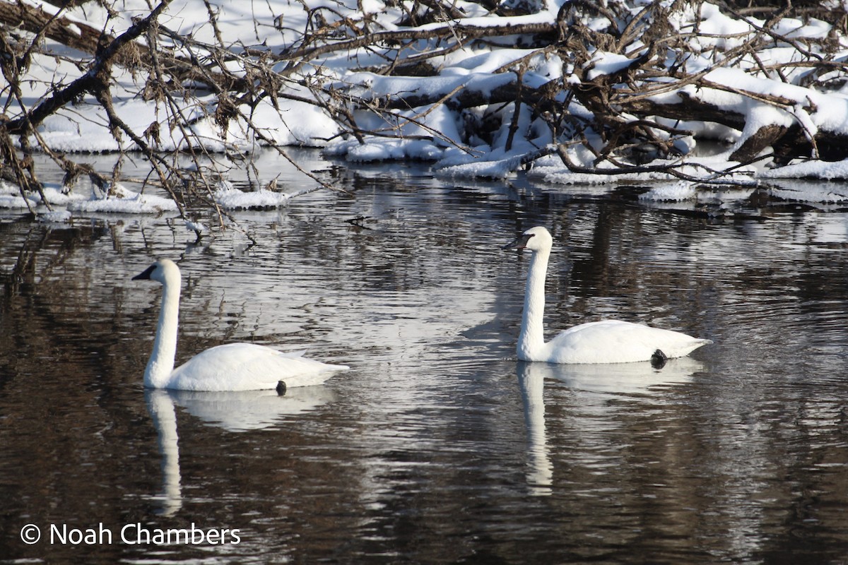 Trumpeter Swan - ML615446202