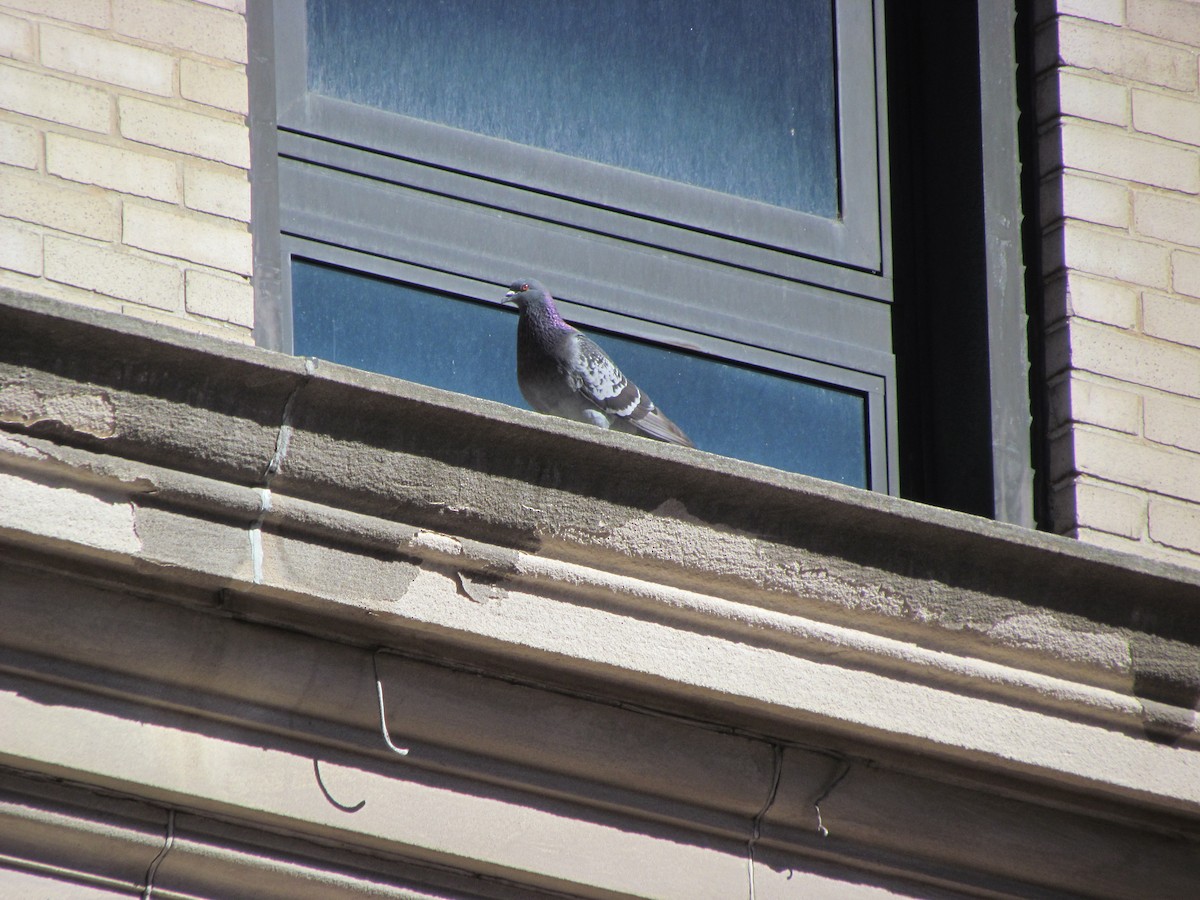 Rock Pigeon (Feral Pigeon) - ML61544621
