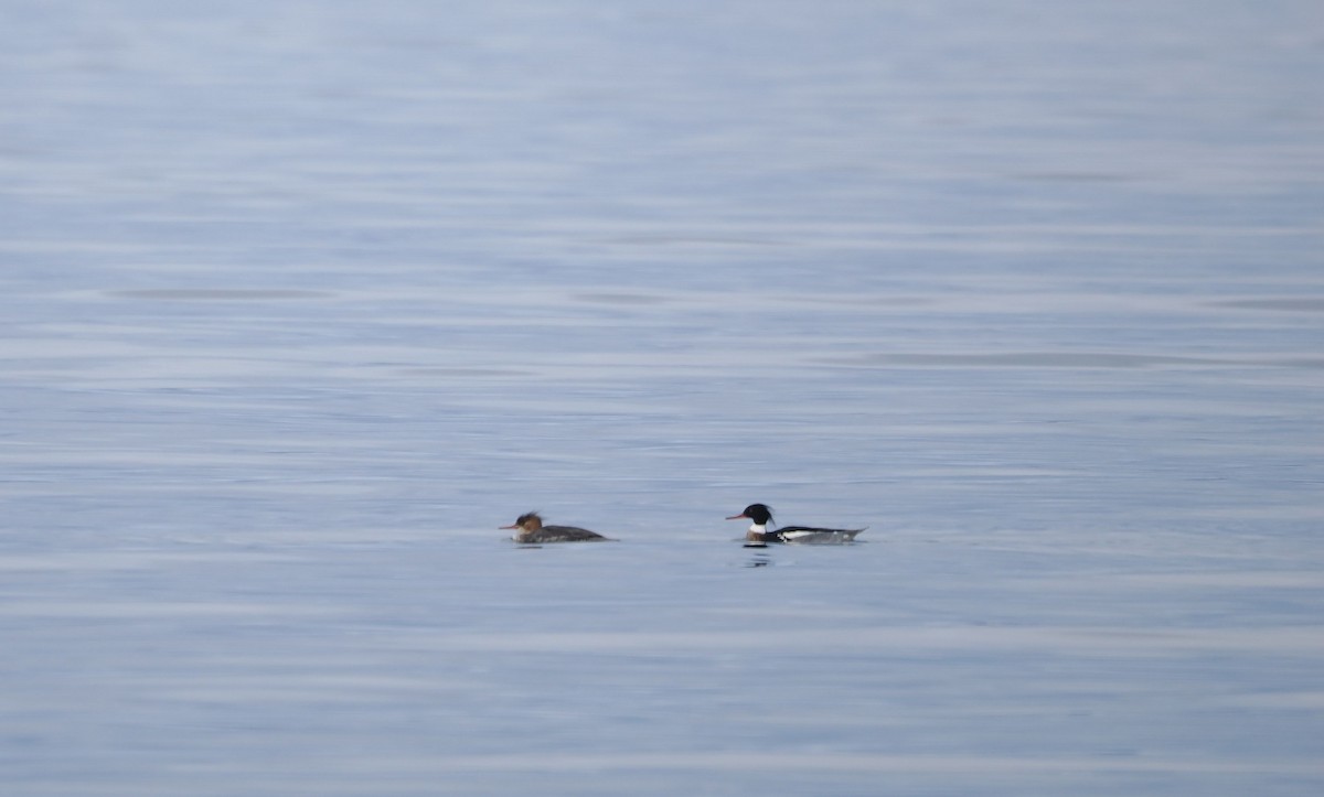 Red-breasted Merganser - ML615446273